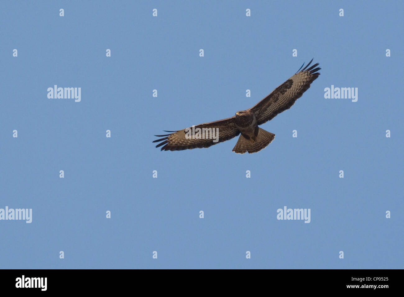 Eurasian buzzard (Buteo buteo), voler, Allemagne Banque D'Images