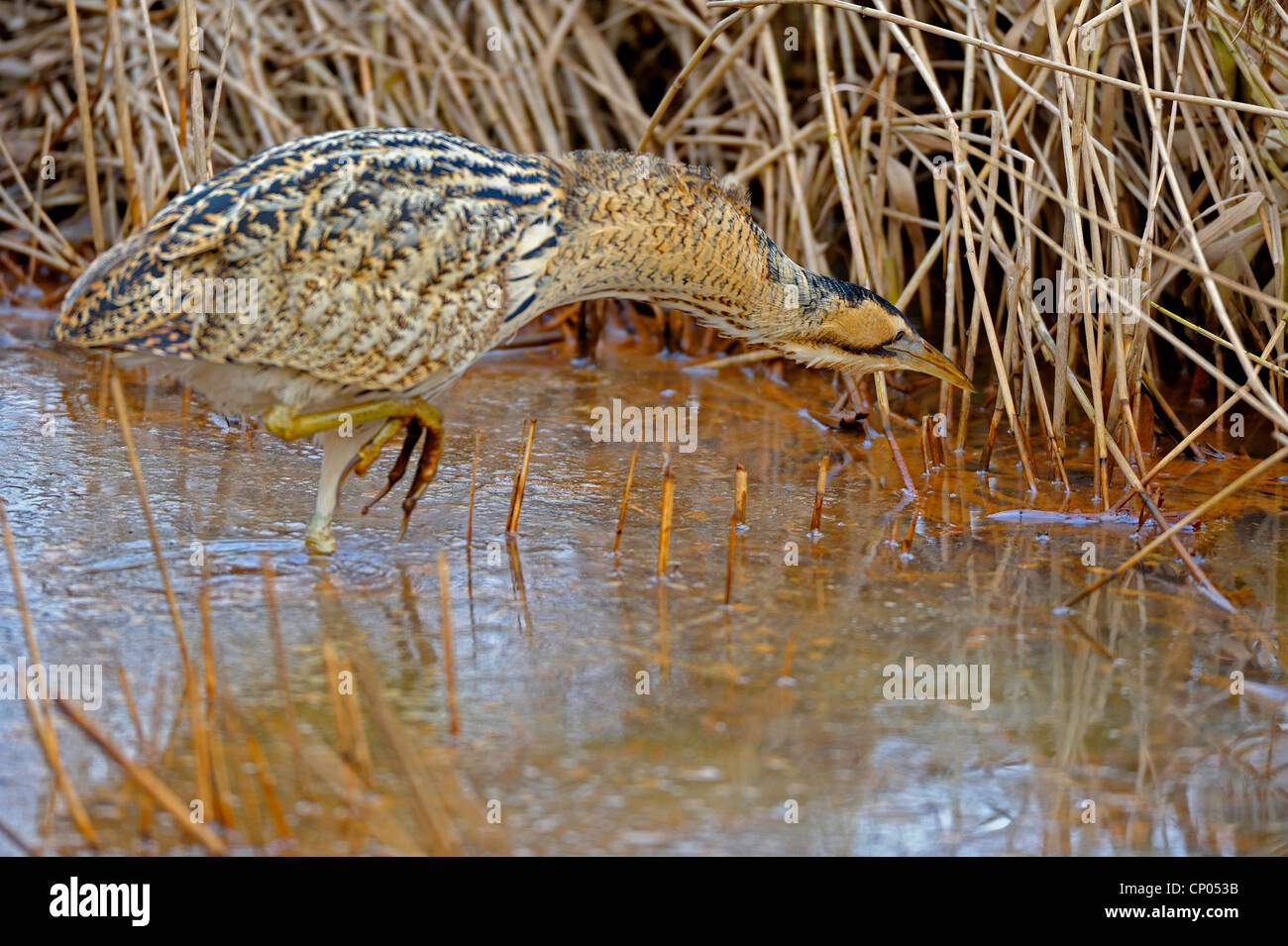 Eurasian bittern (Botaurus stellaris), sur l'alimentation en eau peu profonde, l'Allemagne, Rhénanie du Nord-Westphalie Banque D'Images