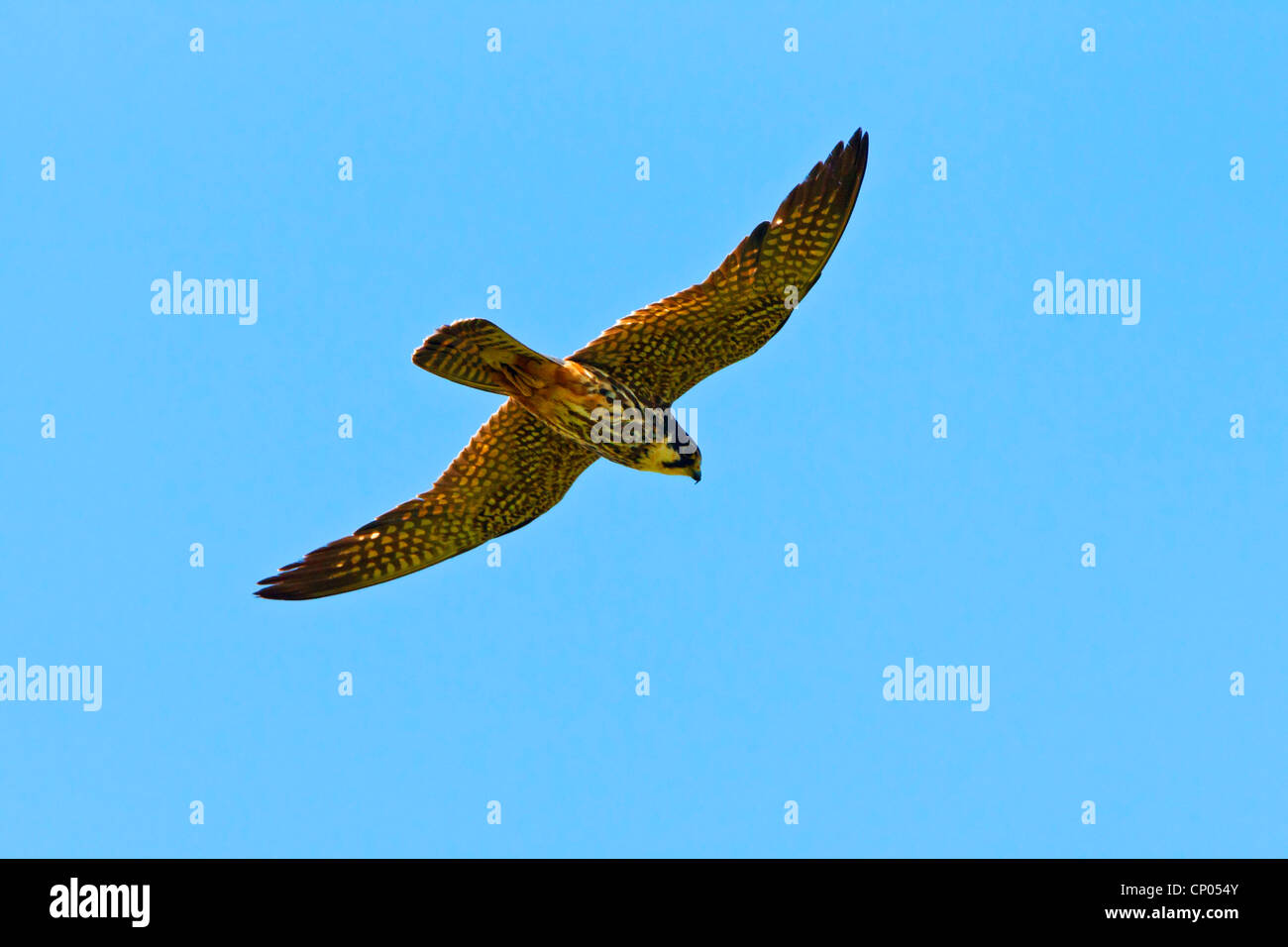 Le nord de l'hobby (Falco subbuteo), voler, Allemagne, Rhénanie-Palatinat Banque D'Images