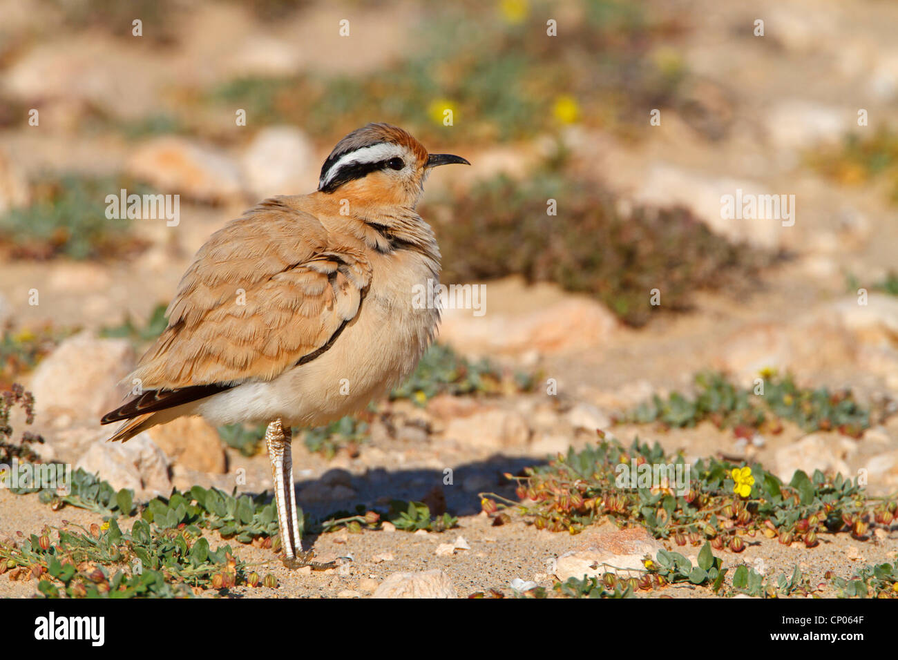 De couleur crème (courser Cursorius cursor), sur le terrain, Canaries, Fuerteventura Banque D'Images