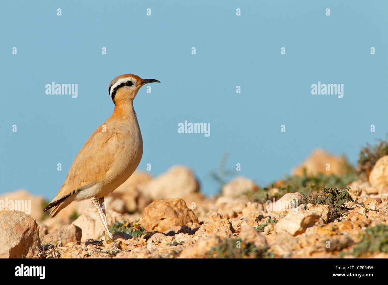 De couleur crème (courser Cursorius cursor), sur le terrain, Canaries, Fuerteventura Banque D'Images