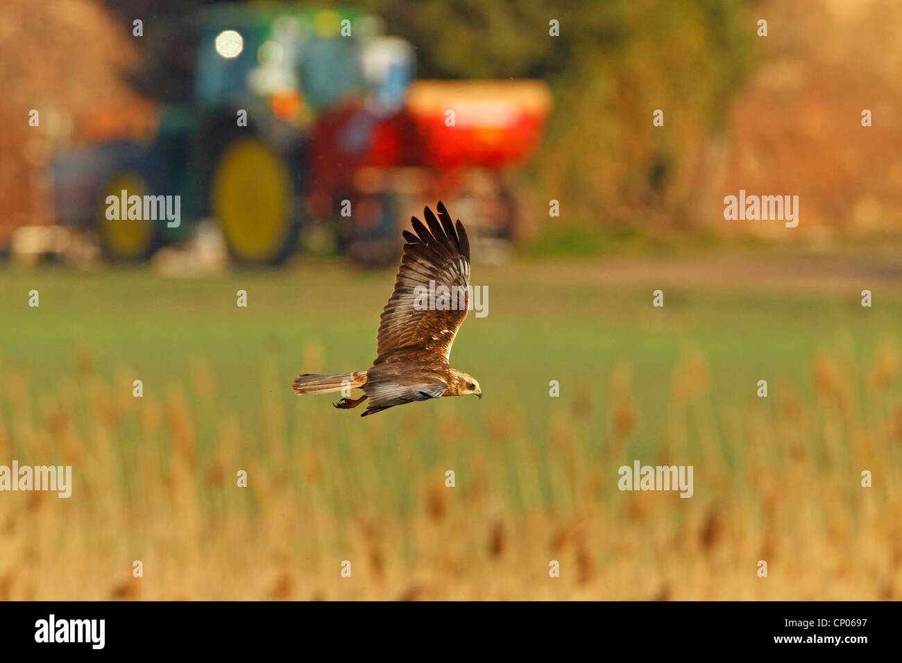 Western busard des roseaux (Circus aeruginosus), volant au-dessus du tracteur, reed en arrière-plan, l'Allemagne, Rhénanie-Palatinat Banque D'Images