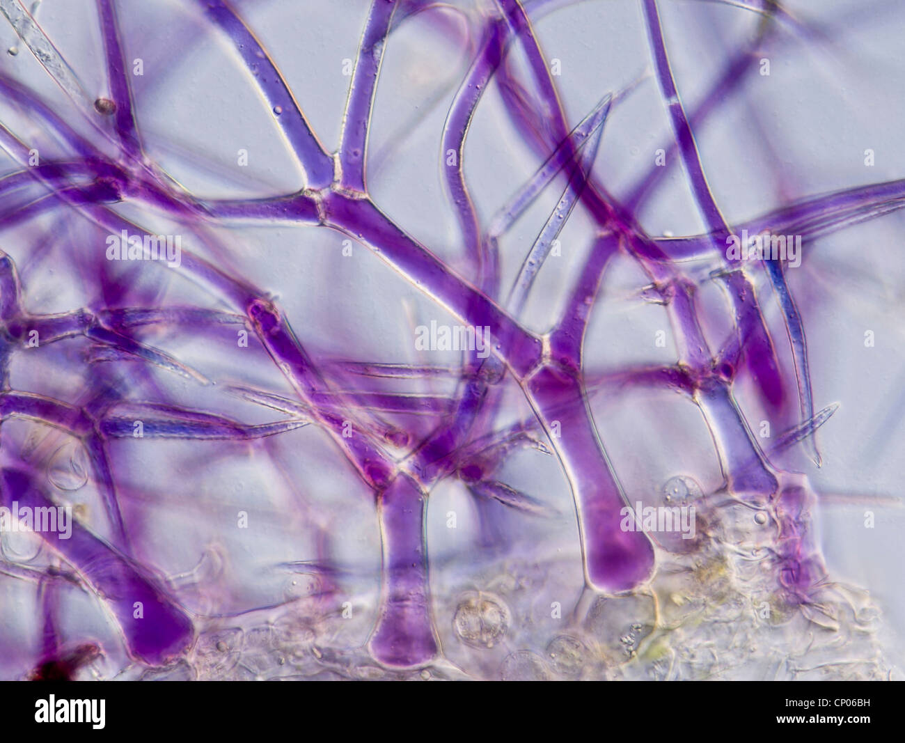 La lavande (Lavandula angustifolia), les poils d'un violet fleur de lavande Banque D'Images