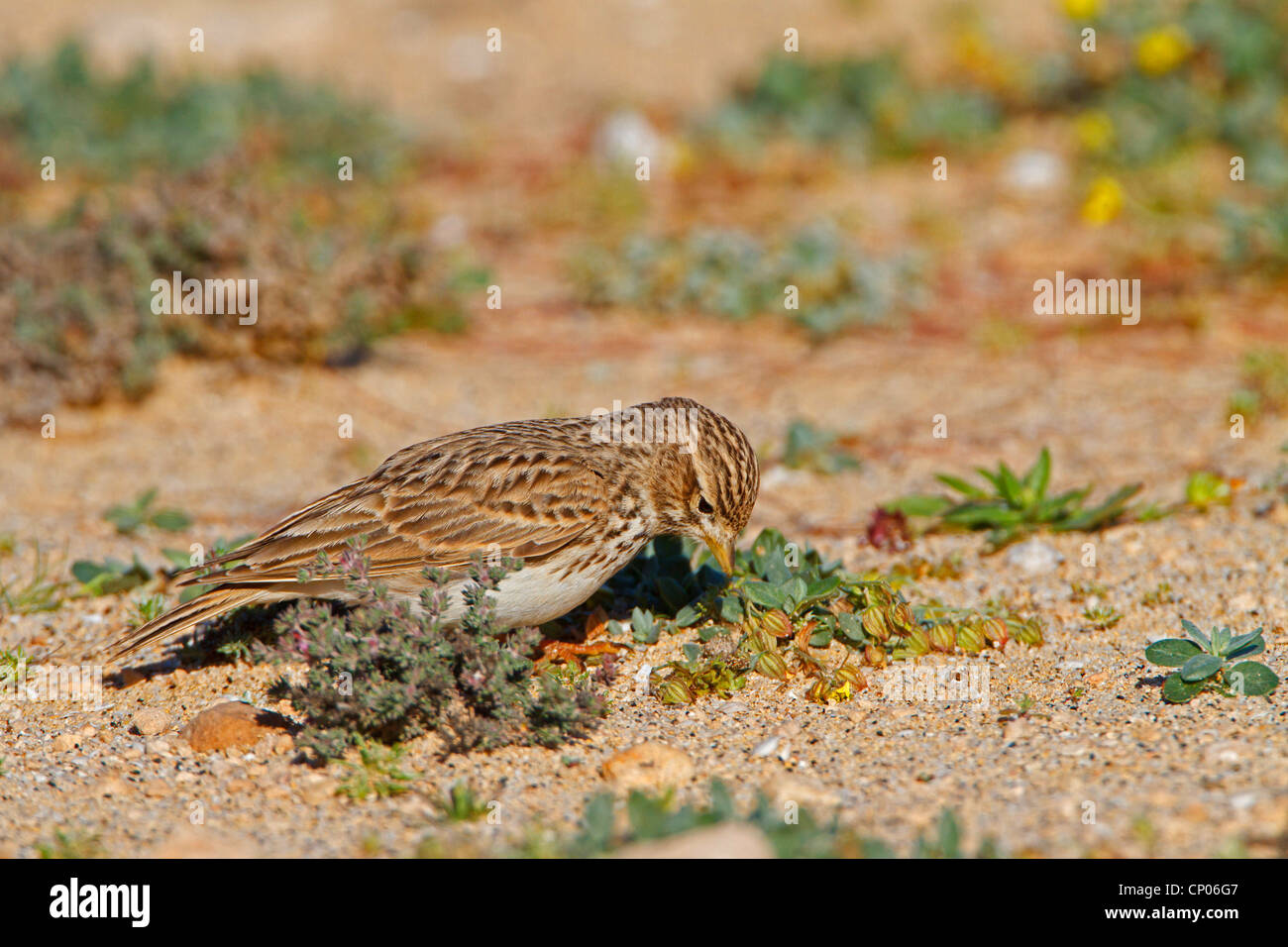 Moindre circaète Jean-lark (Calandrella rufescens), la recherche de nourriture dans le sable, Canaries, Fuerteventura Banque D'Images