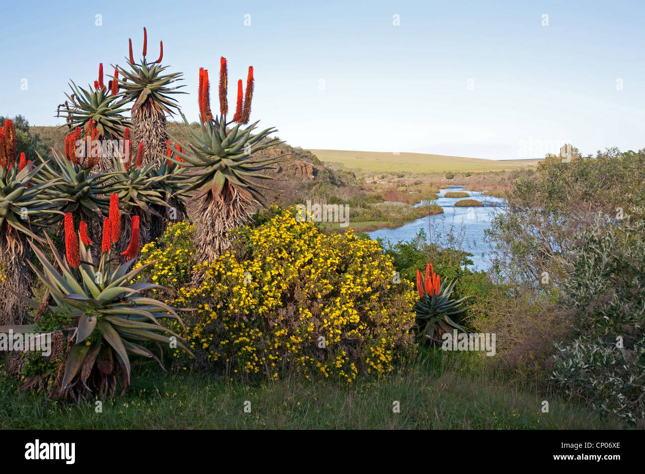 L'aloès du Cap, l'Amer, L'Aloès Aloès rouge, appuyez sur l'Aloès (Aloe ferox), de l'aloès en face de la rivière Breede, Afrique du Sud, Western Cape, Parc National de Bontebok, Swellendam Banque D'Images