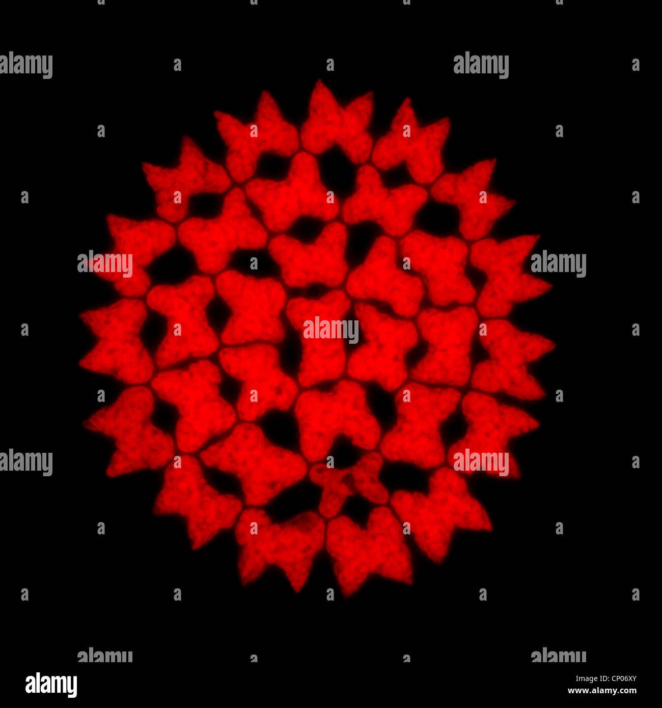 Pediastrum (Pediastrum spec.), colonie, avec , Allemagne Banque D'Images