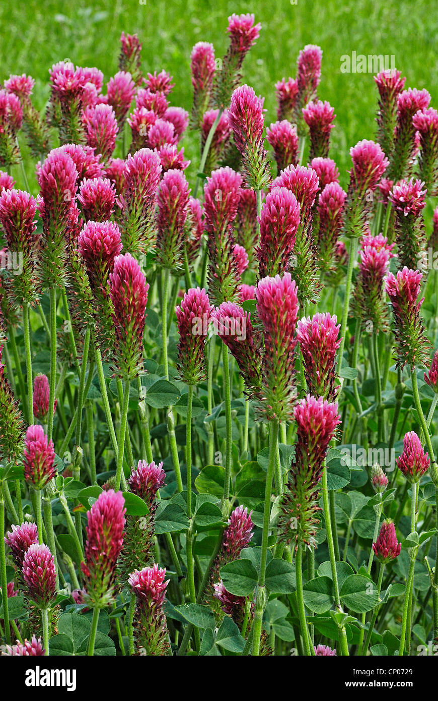 Le trèfle incarnat, Italien le trèfle (Trifolium incarnatum), blooming Banque D'Images