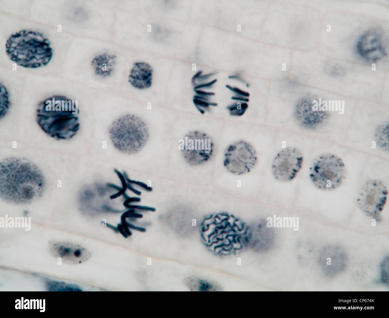 La mitose dans une racine d'oignon, prophasis anaphasis et Banque D'Images