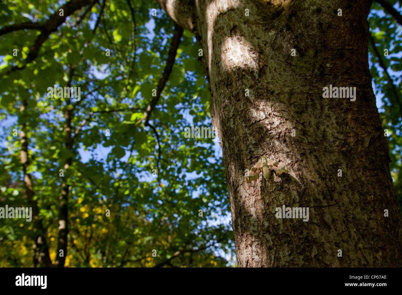 Mimas tiliae lime (Sphynx), au tronc de l'arbre, l'Allemagne, Rhénanie-Palatinat Banque D'Images