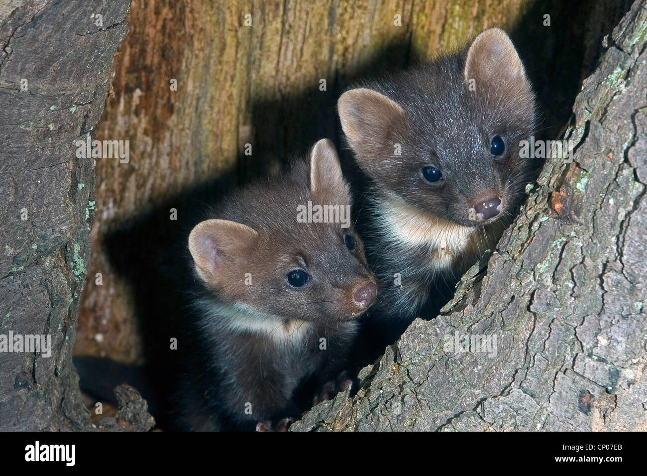 European martre des pins (Martes martes), deux jeunes dans un trou d'arbre, Allemagne Banque D'Images