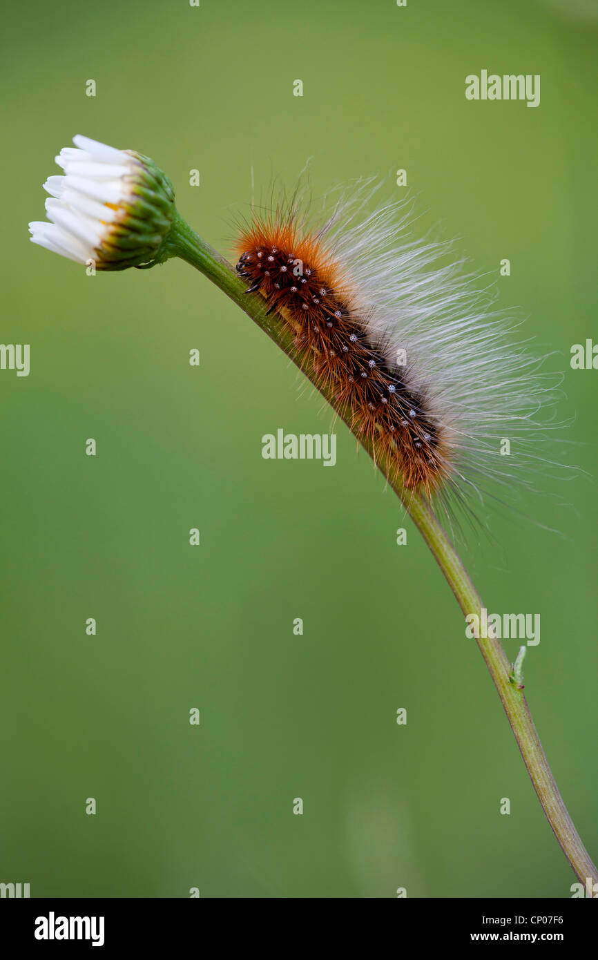 Jardin Tiger Moth (Arctia caja), Caterpillar assis sur daisy, Allemagne, Rhénanie-Palatinat Banque D'Images