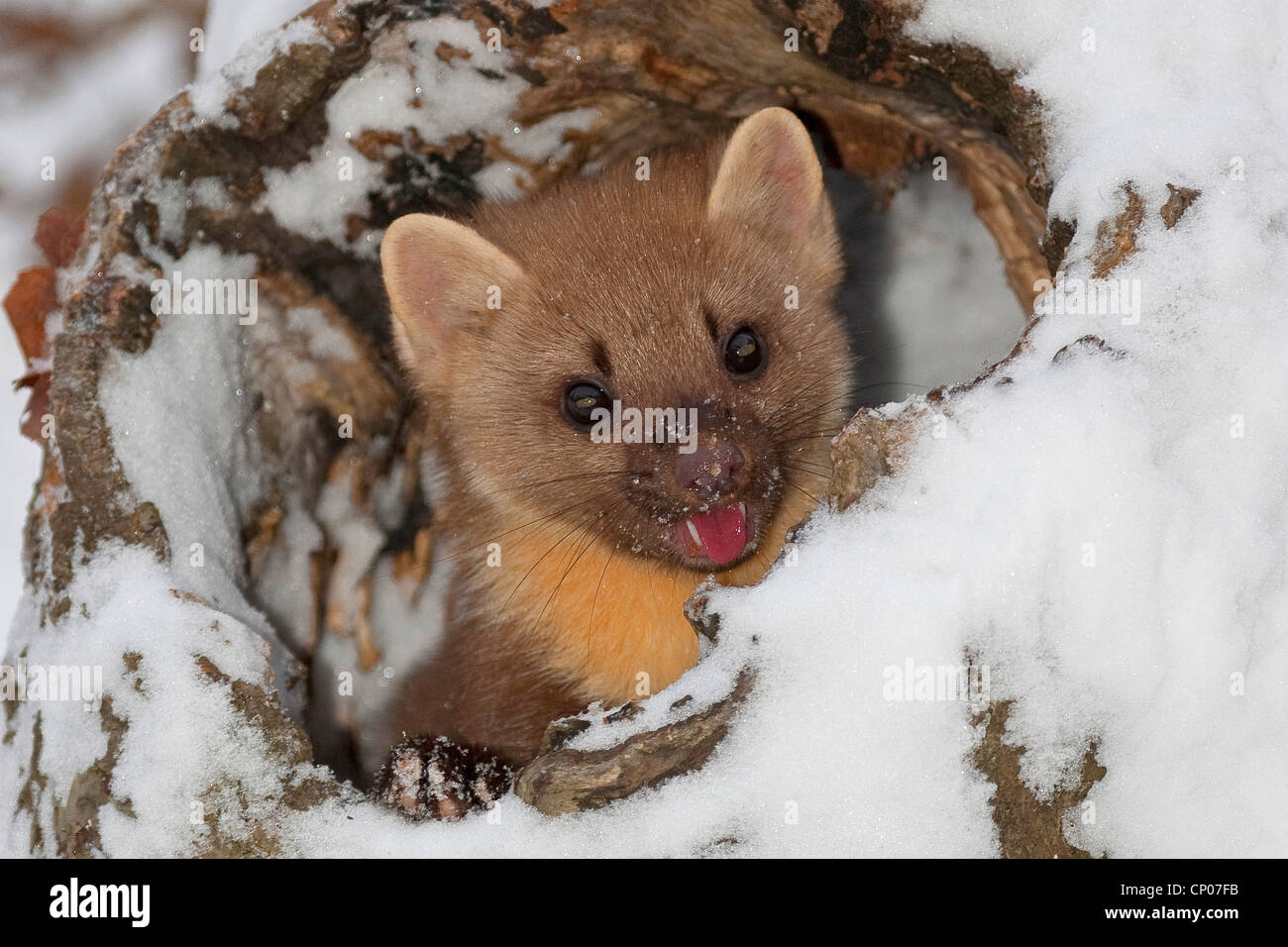 European martre des pins (Martes martes), regarder par le trou de l'arbre dans la neige, Allemagne Banque D'Images