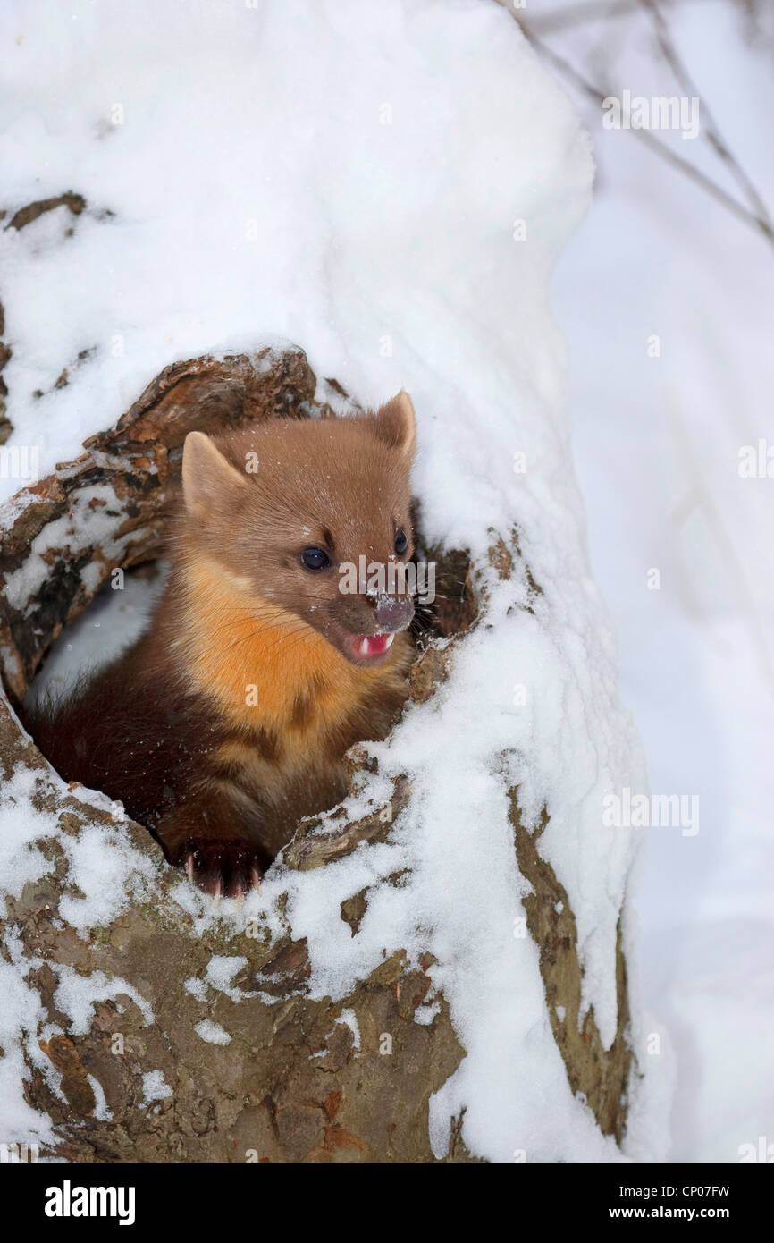 European martre des pins (Martes martes), regarder par le trou de l'arbre dans la neige, Allemagne Banque D'Images
