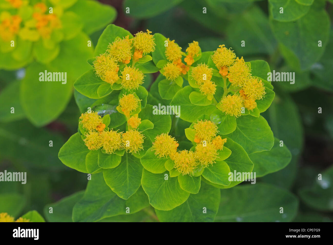 L'euphorbe ésule (Euphorbia amygdaloides bois), la floraison, Allemagne Banque D'Images