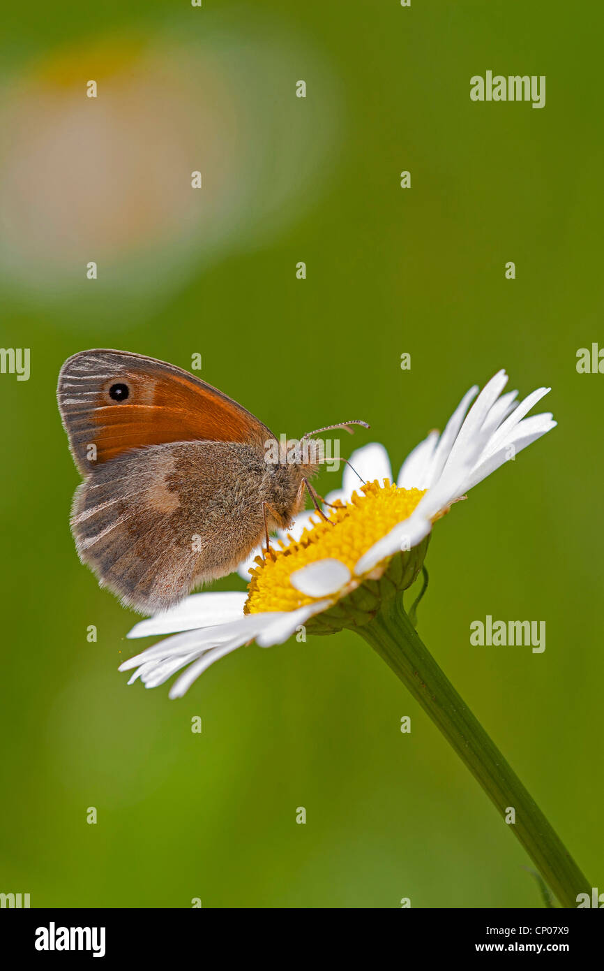 Petit heath (Coenonympha pamphilus), assis sur une marguerite, Allemagne, Rhénanie-Palatinat Banque D'Images