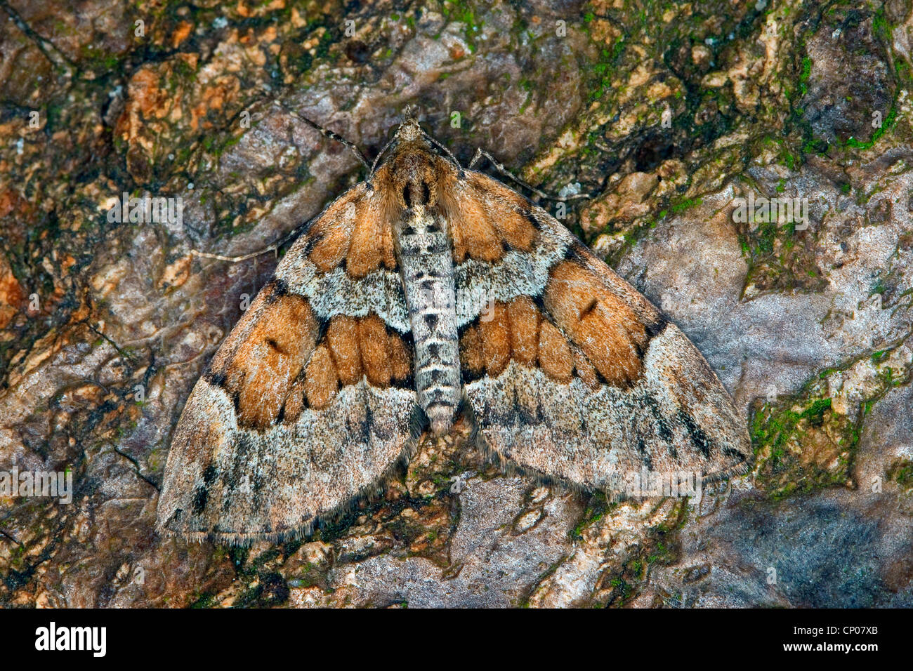 Le pin gris Thera obeliscata (tapis, Cidaria obeliscata), assis sur l'écorce, Allemagne Banque D'Images