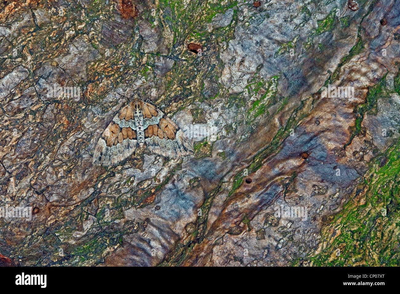 Le pin gris Thera obeliscata (tapis, Cidaria obeliscata), assis sur un tronc d'arbre bien camouflée, Allemagne Banque D'Images