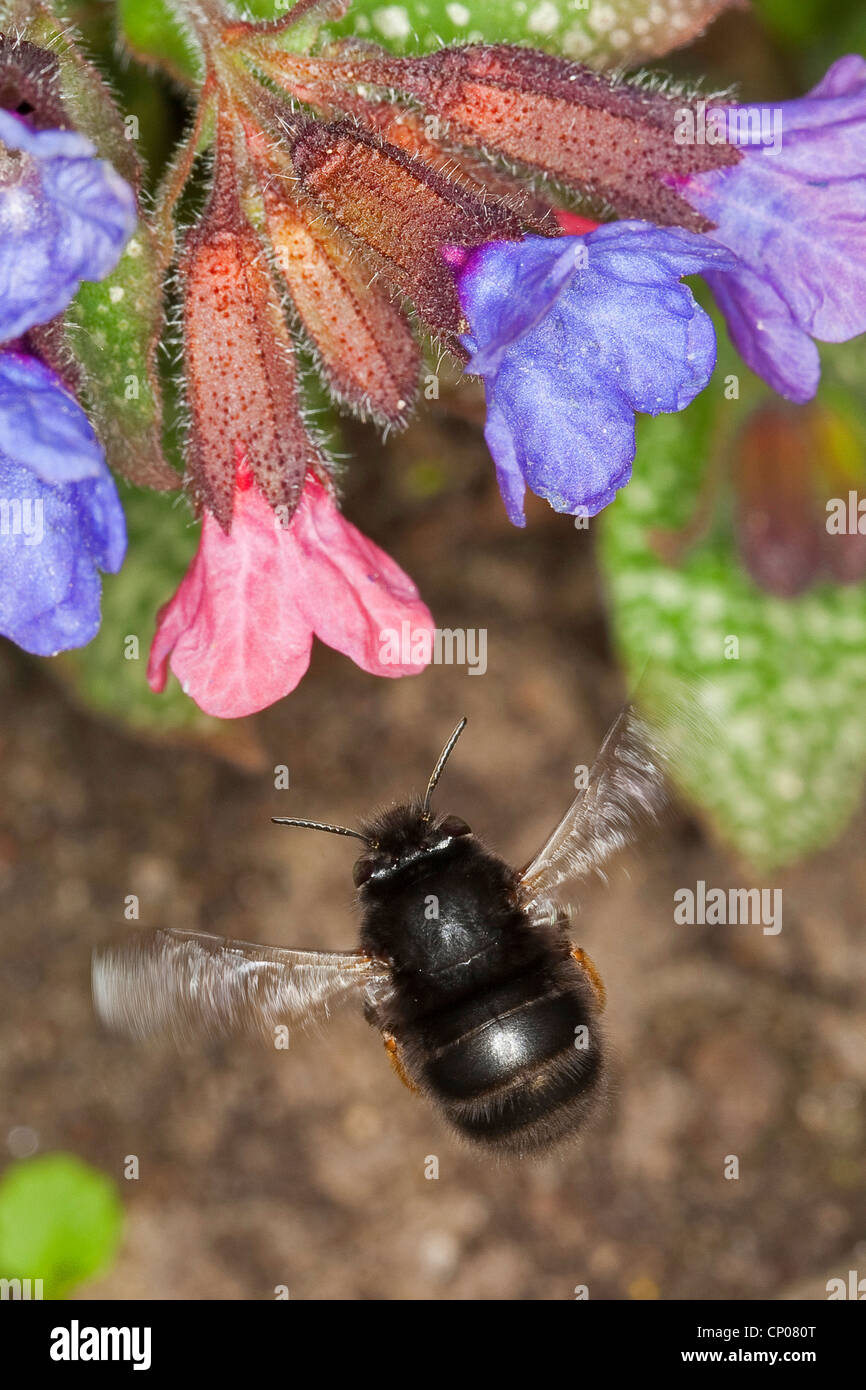 Européenne de la fleur centrale commune bee (Anthophora acervorum Anthophora plumipes,), volant à une fleur de Pulmonaria, Allemagne Banque D'Images