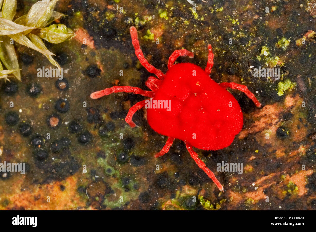 Acarien tétranyque rouge, velours, velours (acariens Trombidium spec., cf. Trombidium holosericeum), assis sur le sol, Allemagne Banque D'Images