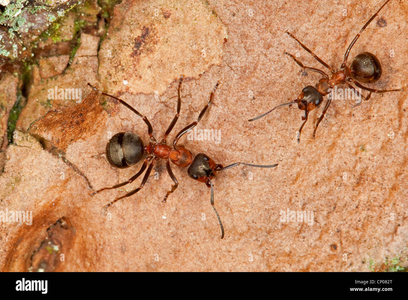 Fourmi (Formica rufa), sur un tronc d'arbre, Allemagne Banque D'Images