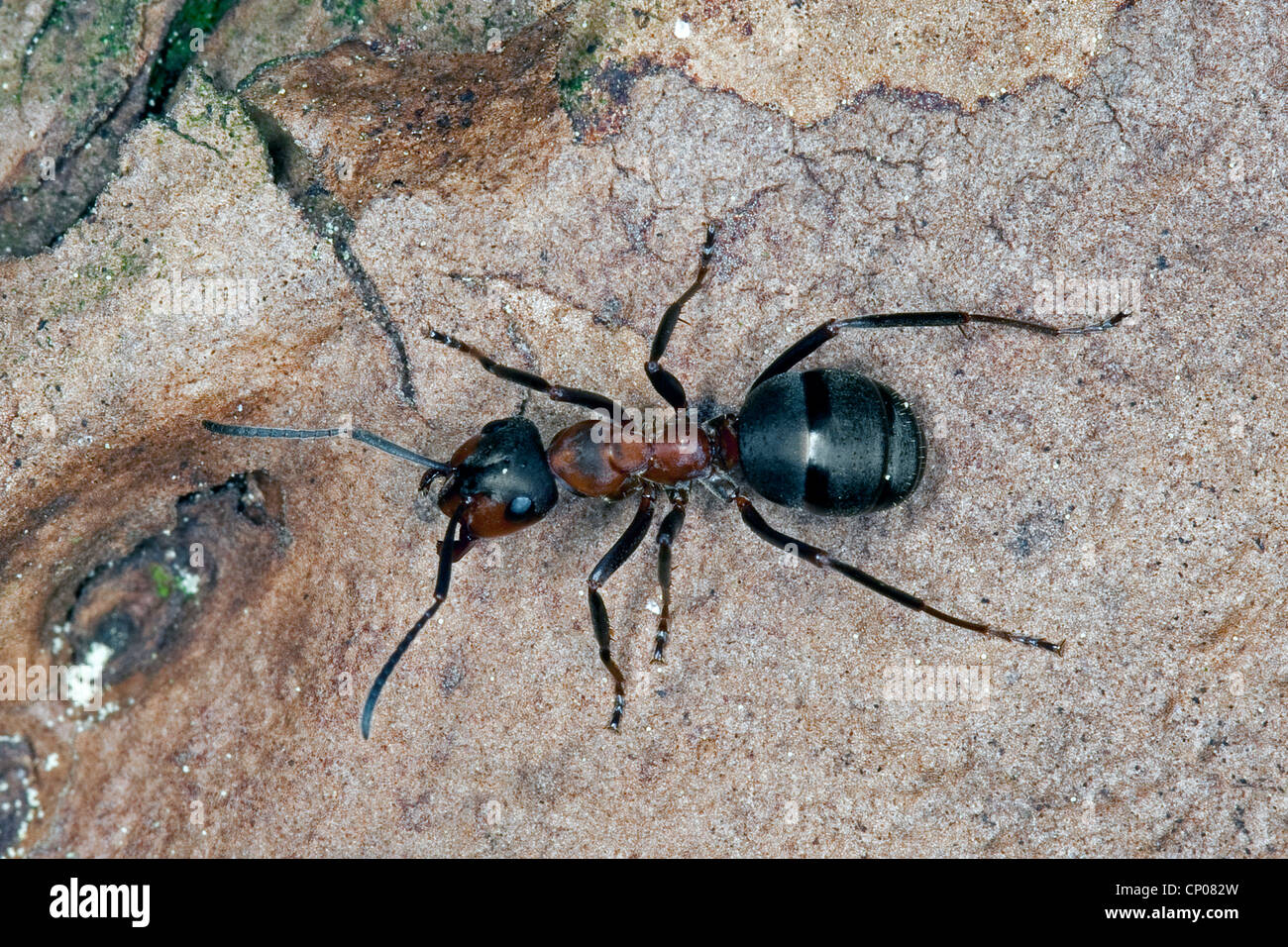 Fourmi (Formica rufa), sur un tronc d'arbre, Allemagne Banque D'Images