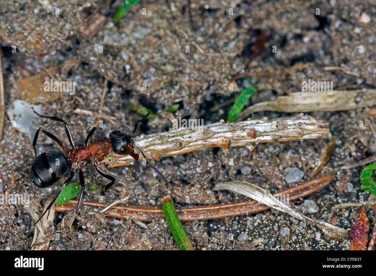 Fourmi (Formica rufa), transport d'un plus grand woodstick, Allemagne Banque D'Images