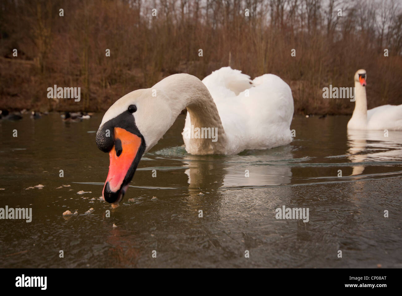 Mute swan (Cygnus olor), sur un lac gelé, en Allemagne, en Rhénanie du Nord-Westphalie Banque D'Images