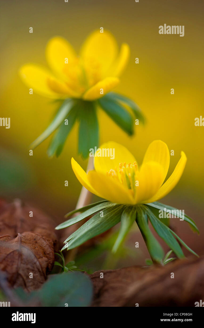 Aconit d'hiver (Eranthis hyemalis), blooming, Allemagne Banque D'Images