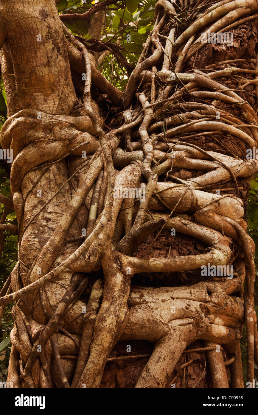 White (Fig Ficus virens), fig tree avec racine aérienne, l'Australie, Queensland, parc national de Daintree Banque D'Images