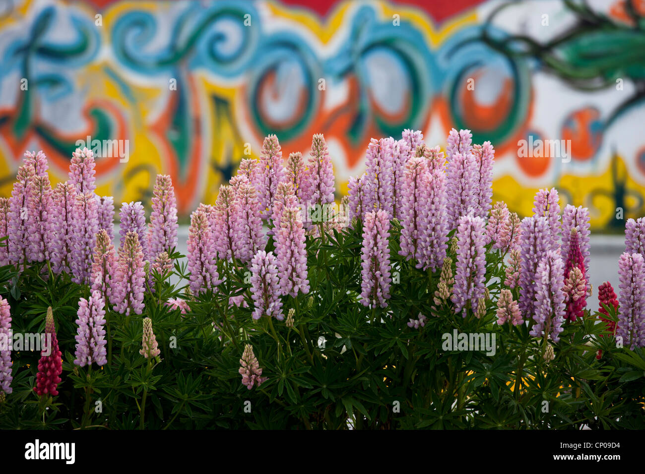 Fleurs de lupin en face de graffitis colorés à Ushuaia, Tierra del Fuego, Argentine. Banque D'Images