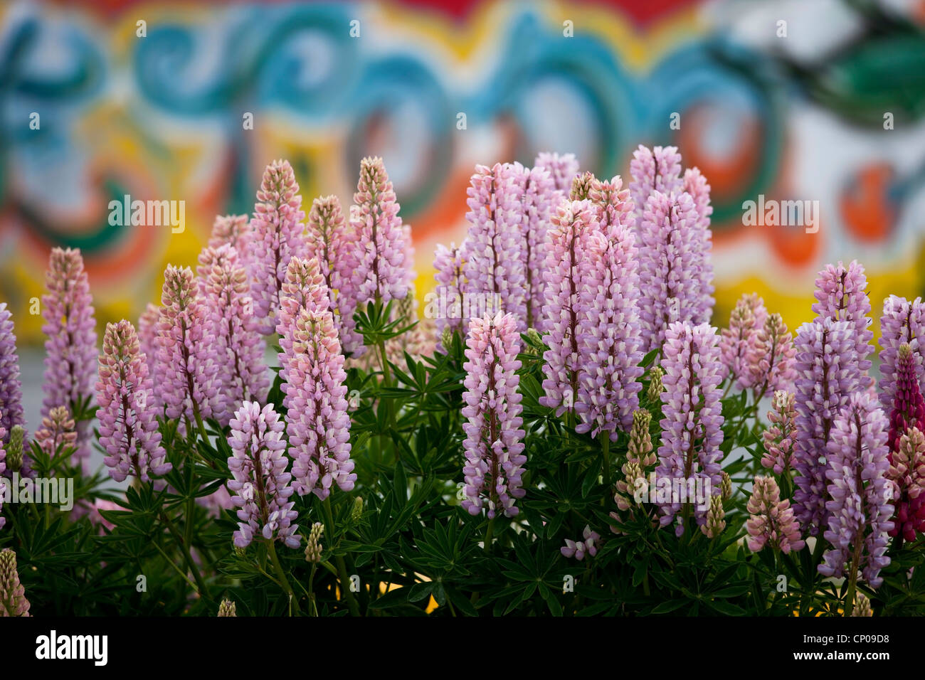 Fleurs de lupin en face de graffitis colorés à Ushuaia, Tierra del Fuego, Argentine. Banque D'Images