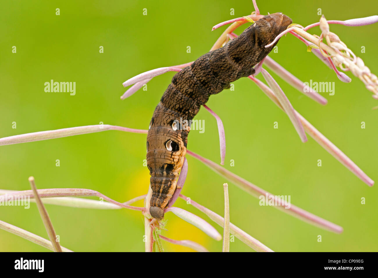 (Deilephila elpenor sphynx éléphant), Caterpillar sur une pousse de willow-herb Epilobium angustifolium, Allemagne, Rhénanie-Palatinat Banque D'Images