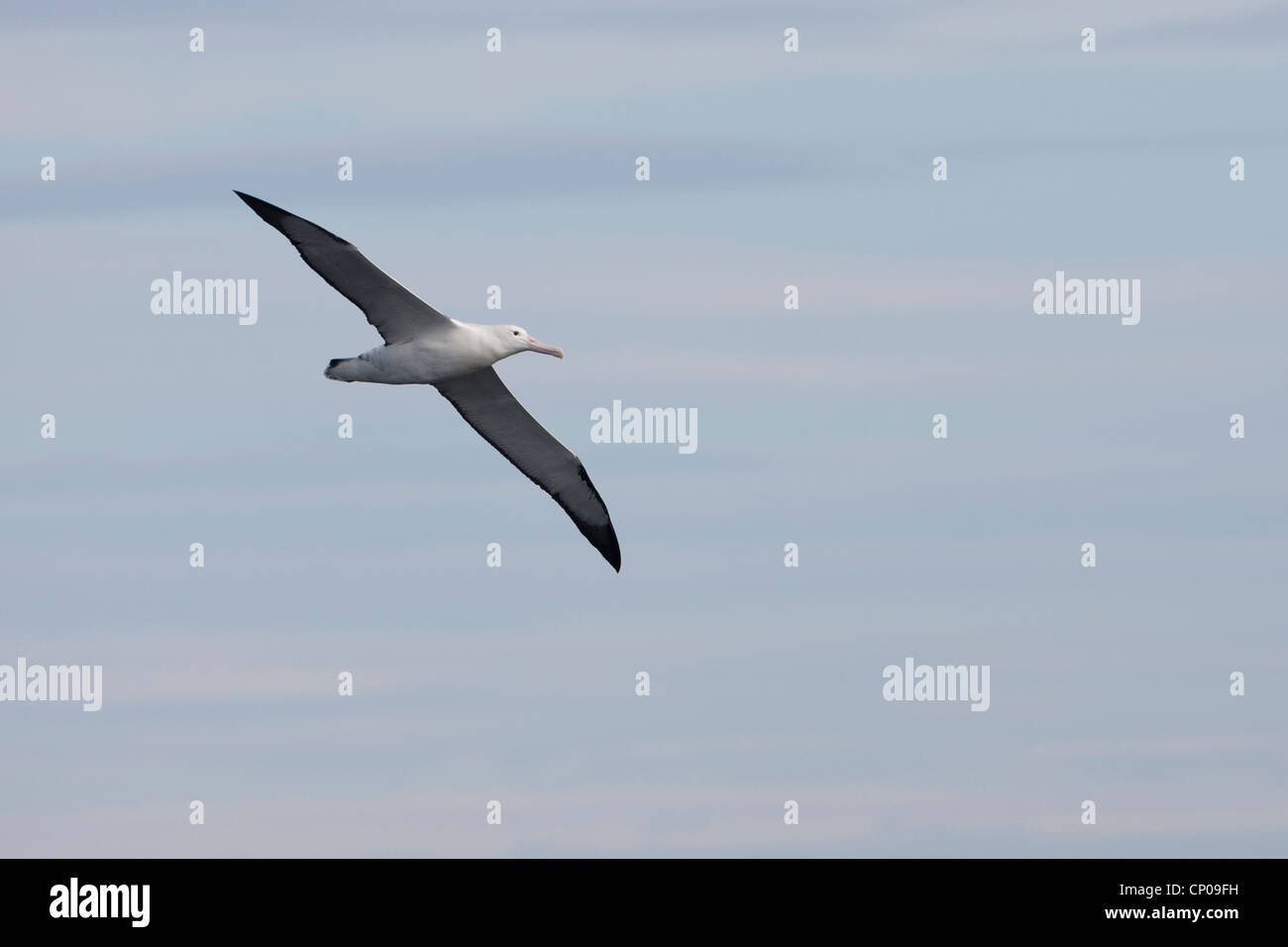 Albatros (Diomedea epomophora Royal epomophora), sous-espèce du Sud Banque D'Images