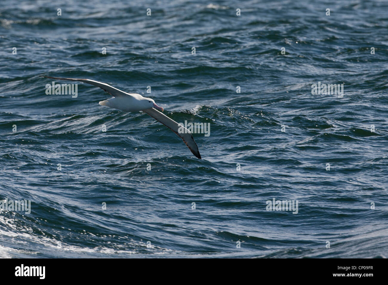 Albatros (Diomedea epomophora Royal epomophora), sous-espèce du Sud, en vol au dessus de la mer de Scotia. Banque D'Images