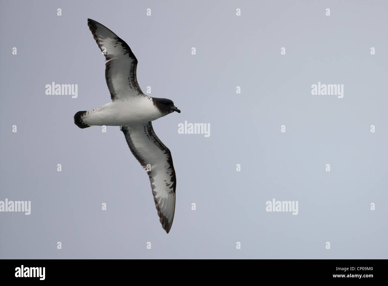 Cape Petrel Daption capense (capense), en vol au dessus de la mer de Scotia. Banque D'Images