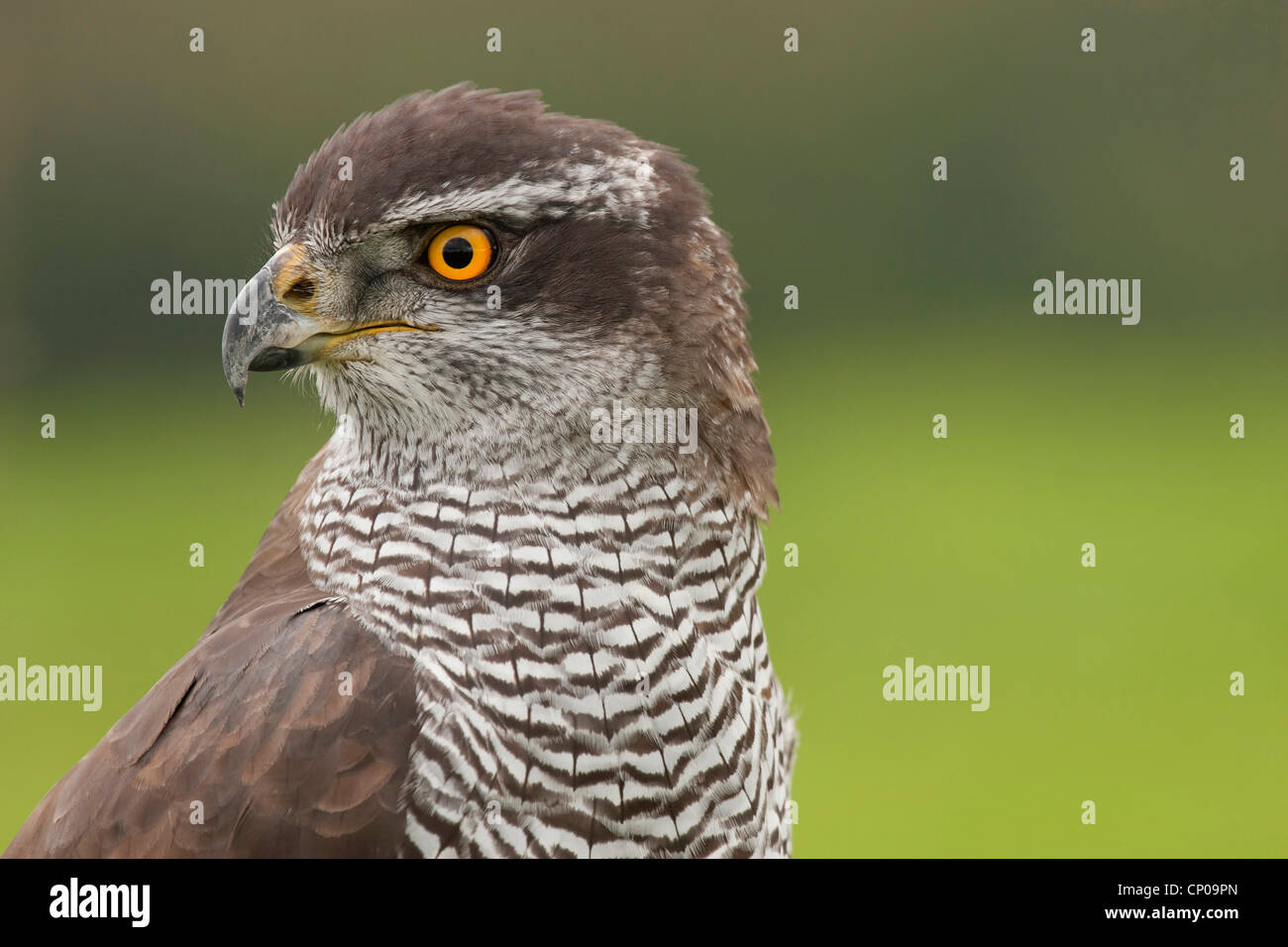 L'Autour des palombes (Accipiter gentilis), portrait, Allemagne, Rhénanie du Nord-Westphalie Banque D'Images