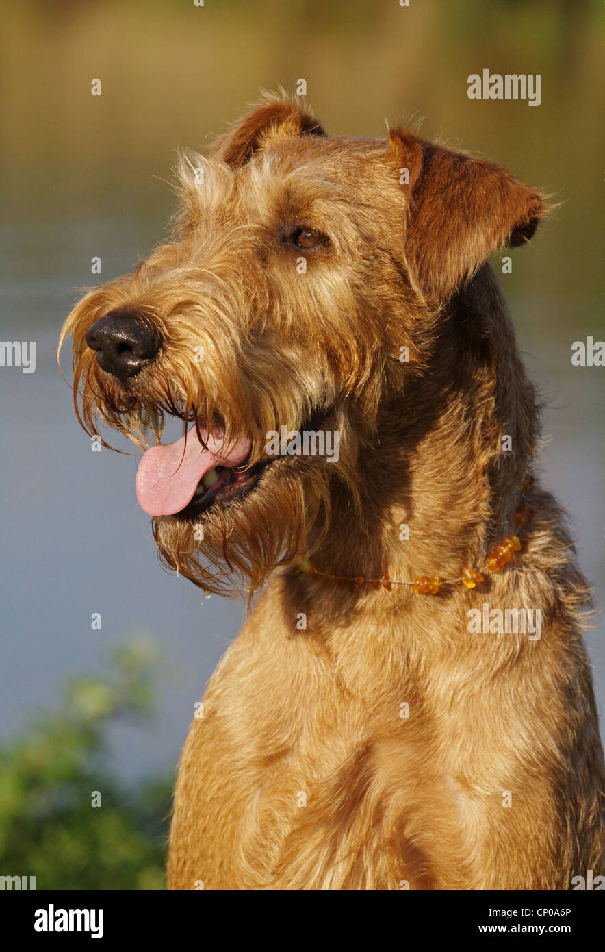 Terrier irlandais (Canis lupus f. familiaris), portrait d'un individu âgé de 7 ans Banque D'Images