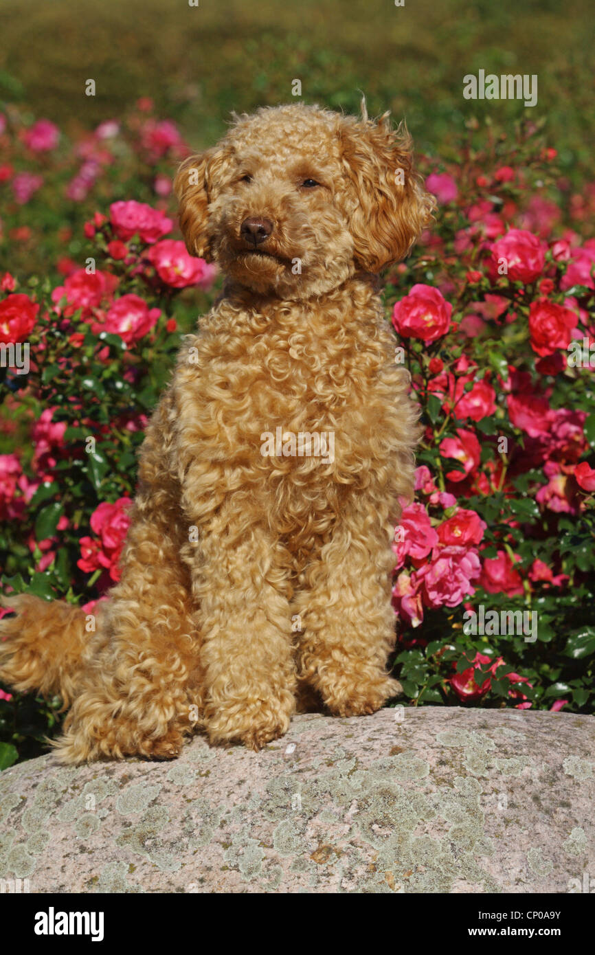 Caniche miniature (Canis lupus f. familiaris), dix mois de couleur abricot caniche toy assis sur une pierre Banque D'Images