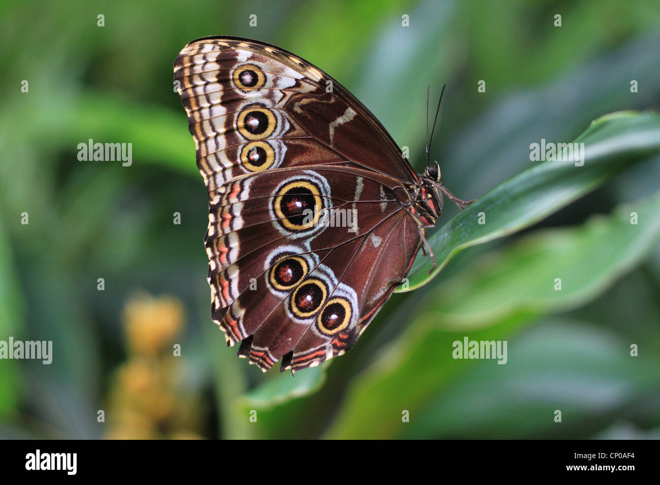 Un papillon bleu Morpho Peleides Morpho peleides (). On le trouve dans les forêts humides de l'Amérique du Sud, Amérique Centrale et du Mexique. Banque D'Images