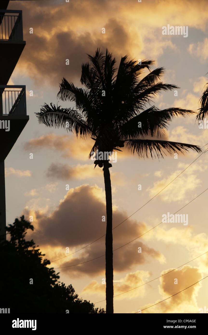 Palmier au lever du soleil. Banque D'Images