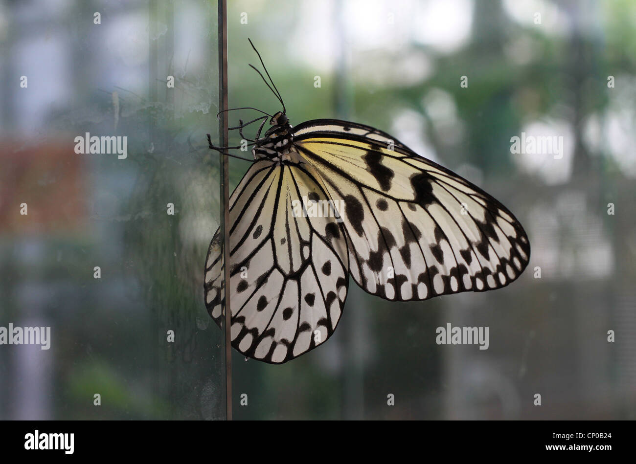 Arbre généalogique blanche papillon nymphe (idée leuconoe) également connu sous le cerf-volant de papier ou papier de riz s'attardant sur une feuille de verre. Banque D'Images