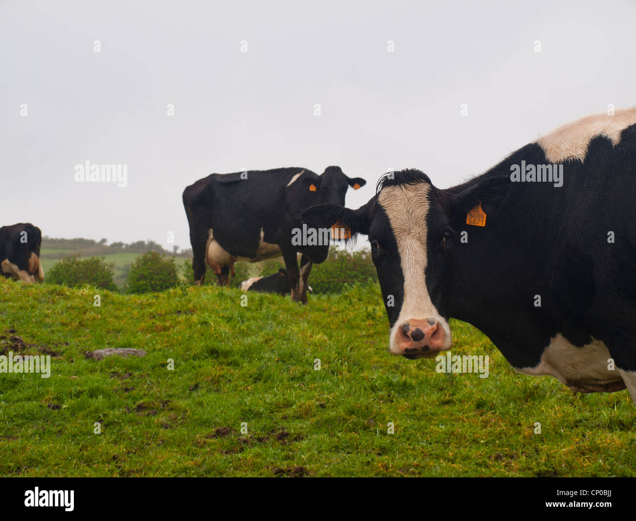 Regarder les vaches dans le champ vert de l'appareil photo Banque D'Images