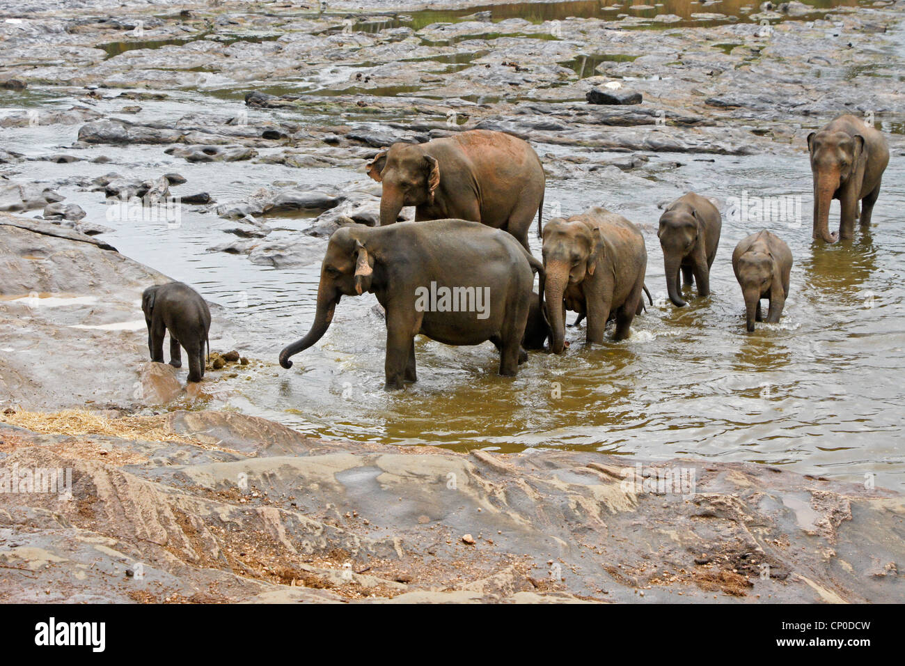 Les éléphants d'Asie dans la région de river, orphelinat Pinnawala Elephant, Kegalle, Sri Lanka Banque D'Images