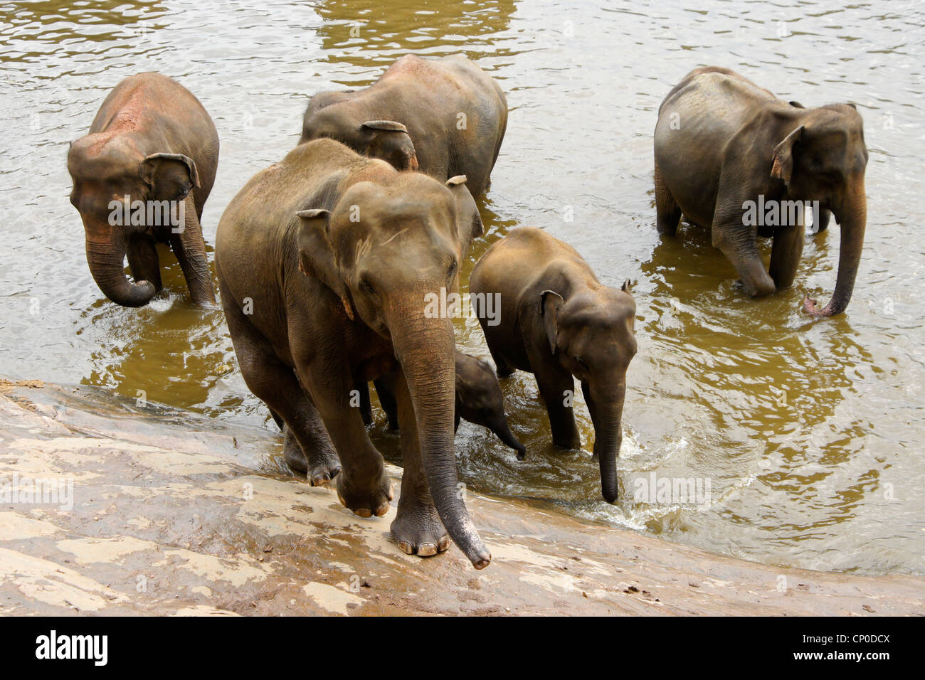 Les éléphants d'Asie dans la région de river, orphelinat Pinnawala Elephant, Kegalle, Sri Lanka Banque D'Images