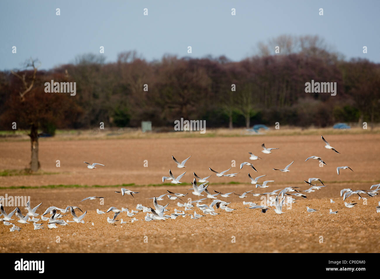 Les goélands à tête noire (Larus ridibundus). Survolant labourées champs arables. Le Norfolk. Identifiables par un bord blanc sur les extensions. Banque D'Images