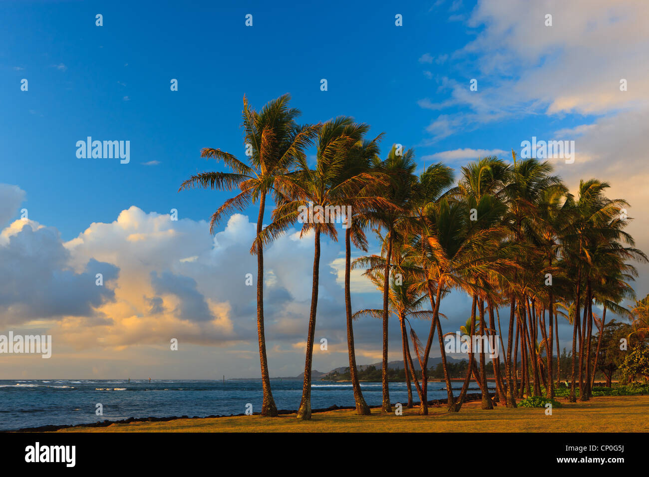 Lever du soleil à Kapaa Beach Park avec des palmiers - côte est de Kauai, Hawaii Banque D'Images