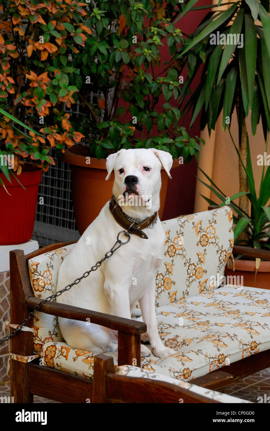 Un chien boxer blanc..assis confortablement. Banque D'Images