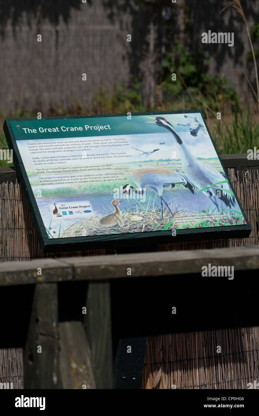 'Le Grand Crane Projet' - Affichage graphique d'interprétation, de conseil, de WWT London Wetland Centre, Barnes. Banque D'Images