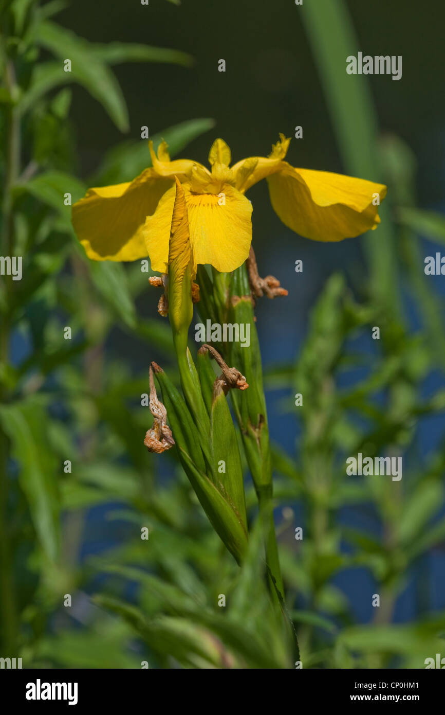 Iris jaune (Iris pseudacorus). Fleur ouverte et l'ouverture de la tête bourgeon. Plante à fleurs marginales des zones humides, des digues, des fossés. Banque D'Images