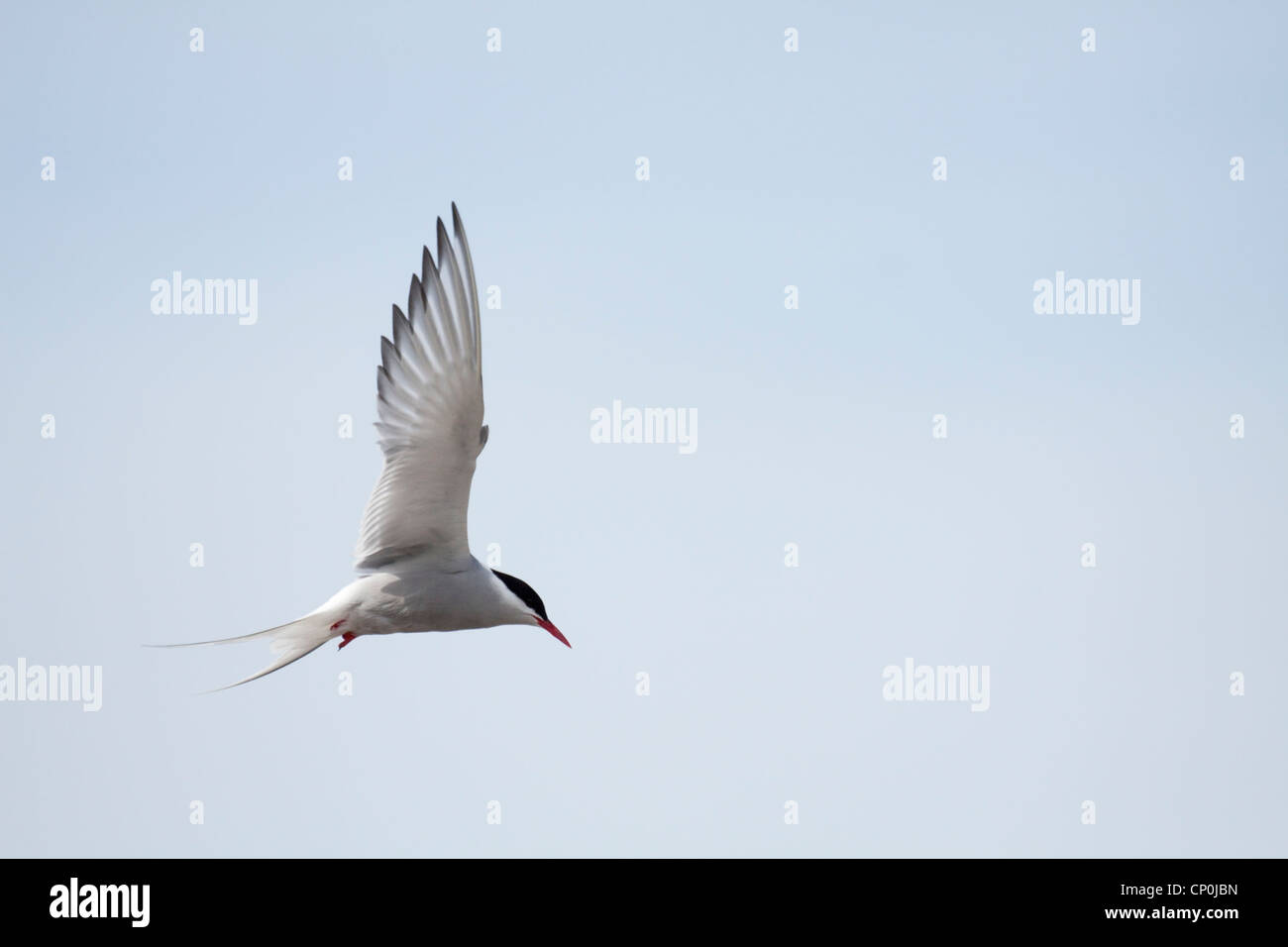 Sterne arctique en vol Banque D'Images